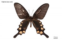 藏品(長尾麝鳳蝶)的圖片